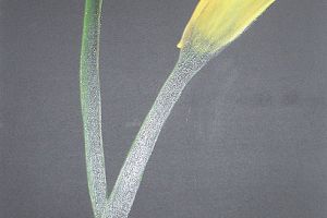 Blumen 07